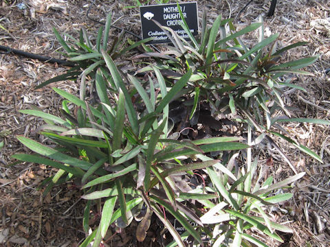 Codiaeum variegatum cv. Mother and Daughter