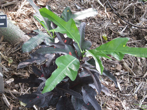 Codiaeum variegatum