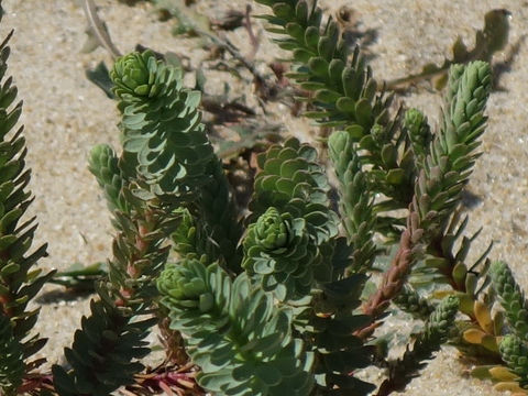 Crucianella maritima