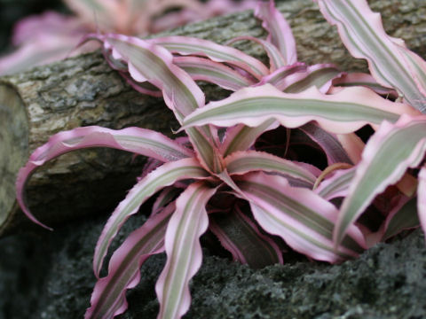 Cryptanthus cv. le Rey