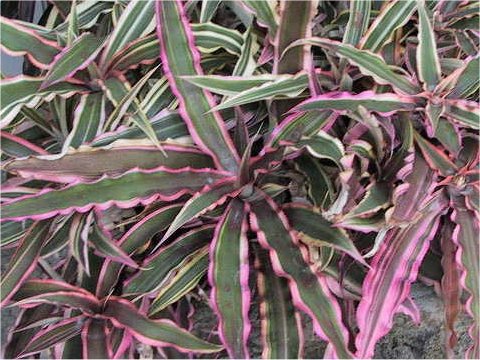 Cryptanthus cv. It