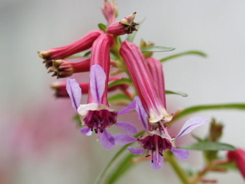 Cuphea lanceolata cv. Starfire