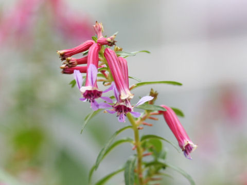 Cuphea lanceolata cv. Starfire