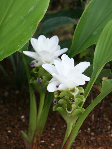 Curcuma alismatifolia