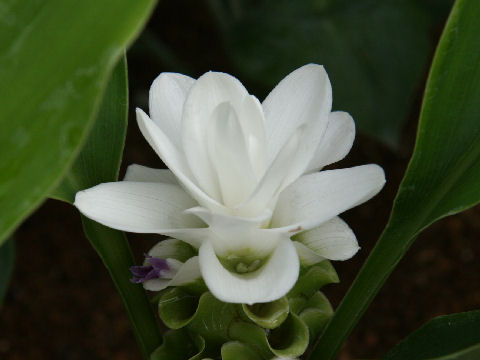 Curcuma alismatifolia