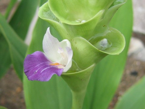 Curcuma alismatifolia