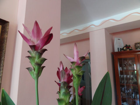 Curcuma alismatifolia