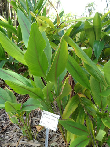 Curcuma cordata