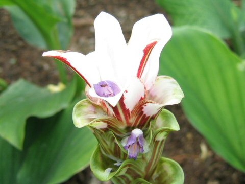 Curcuma gracillima