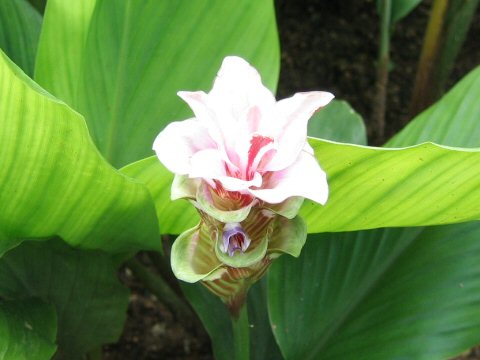 Curcuma gracillima