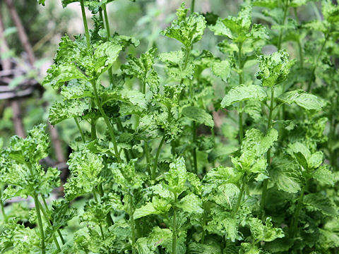 Mentha spicata var. crispa