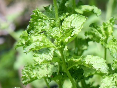 Mentha spicata var. crispa