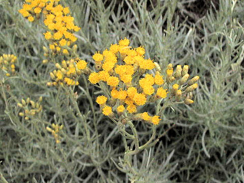 Helichrysum italicum