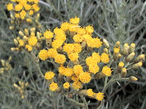 Helichrysum italicum