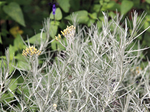 Helichrysum italicum