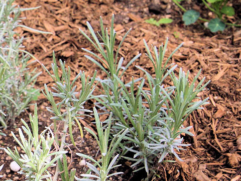 Helichrysum italicum