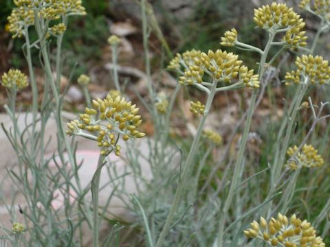 Helichrysum italicum