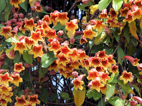 Bignonia capreolata