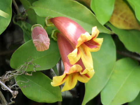 Bignonia capreolata