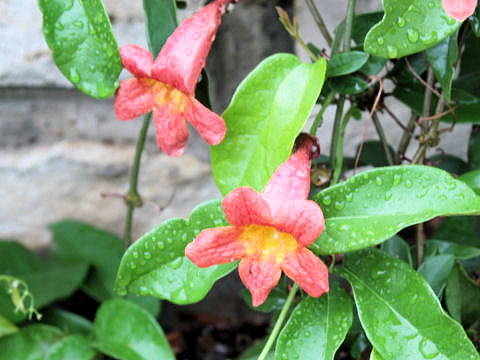 Bignonia capreolata cv. Dragon Lady