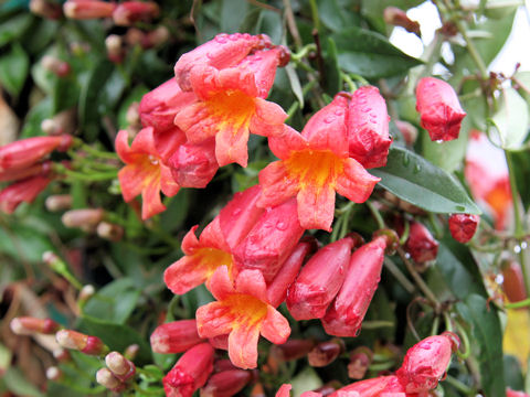 Bignonia capreolata cv. Dragon Lady