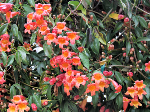 Bignonia capreolata cv. Dragon Lady