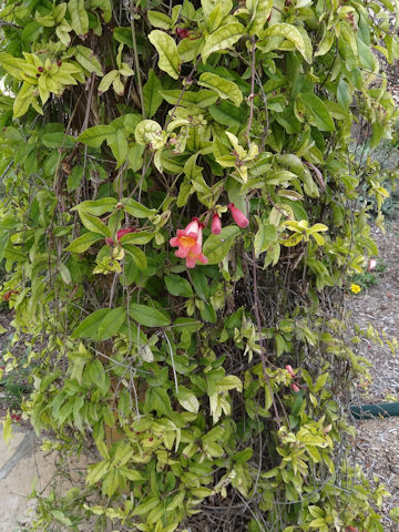 Bignonia capreolata