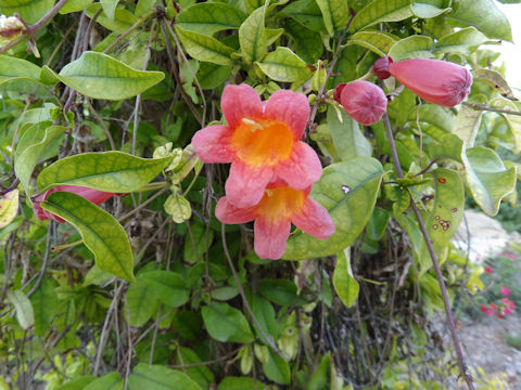 Bignonia capreolata