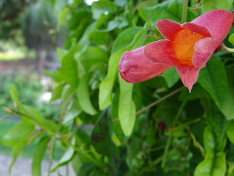 Bignonia capreolata