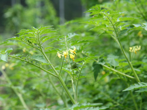 Lycopersicon pimpinellifolium