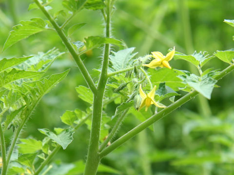 Lycopersicon pimpinellifolium