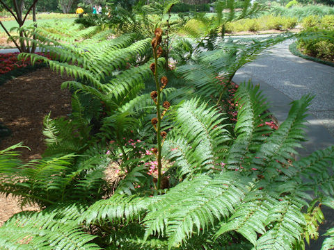 Cyathea cooperi