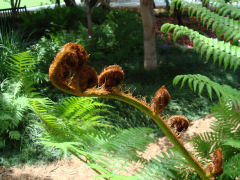 Cyathea cooperi