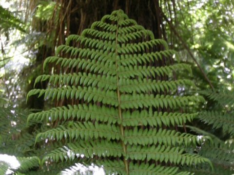 Cyathea smithii