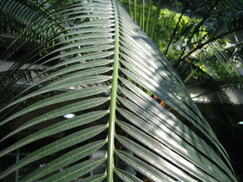 Cycas media