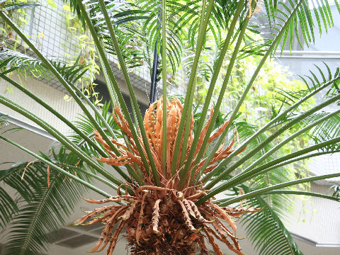 Cycas rumphii