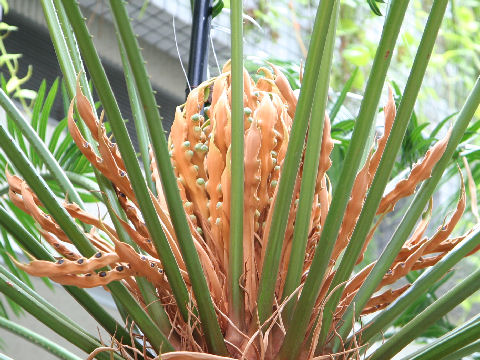 Cycas rumphii