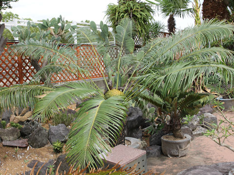 Cycas rumphii