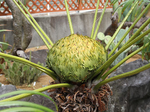 Cycas rumphii