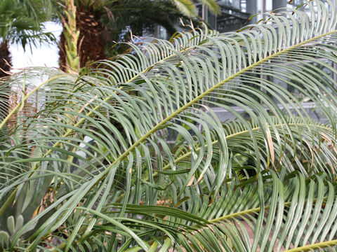 Cycas rumphii