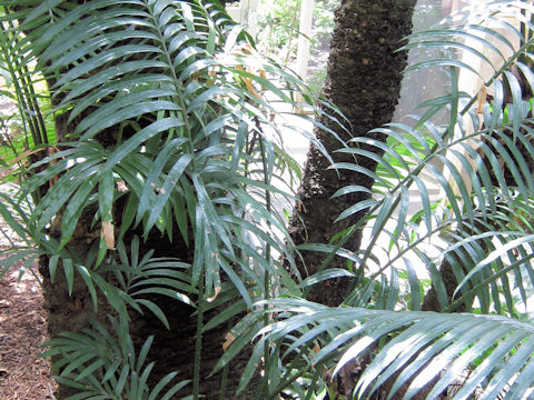 Cycas rumphii