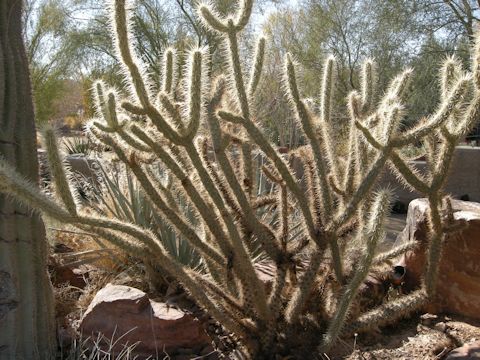 Cylindropuntia acanthocarpa