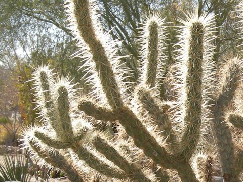 Cylindropuntia acanthocarpa