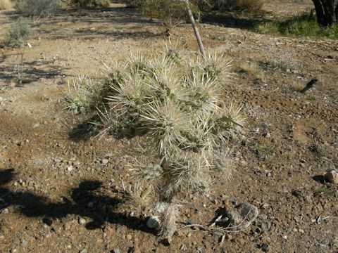 Cylindropuntia echinocarpa