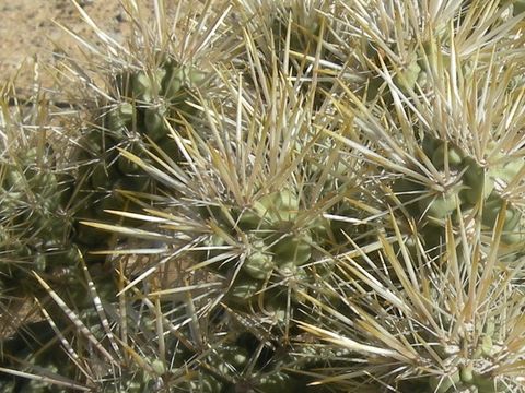 Cylindropuntia echinocarpa