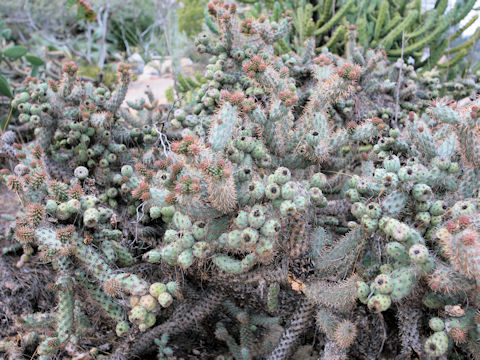 Cylindropuntia prolifera