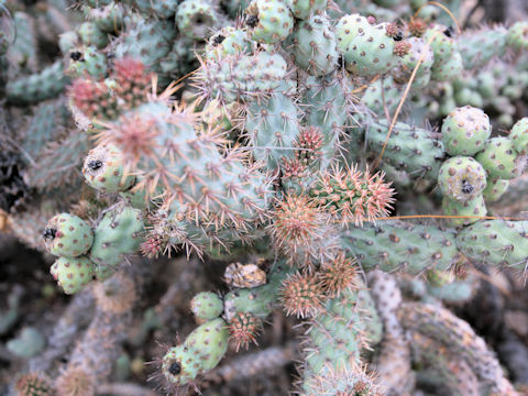 Cylindropuntia prolifera