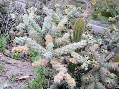 Cylindropuntia prolifera