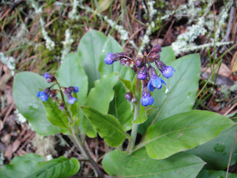 Cynoglossum grande