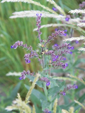 Cynoglossum officinale